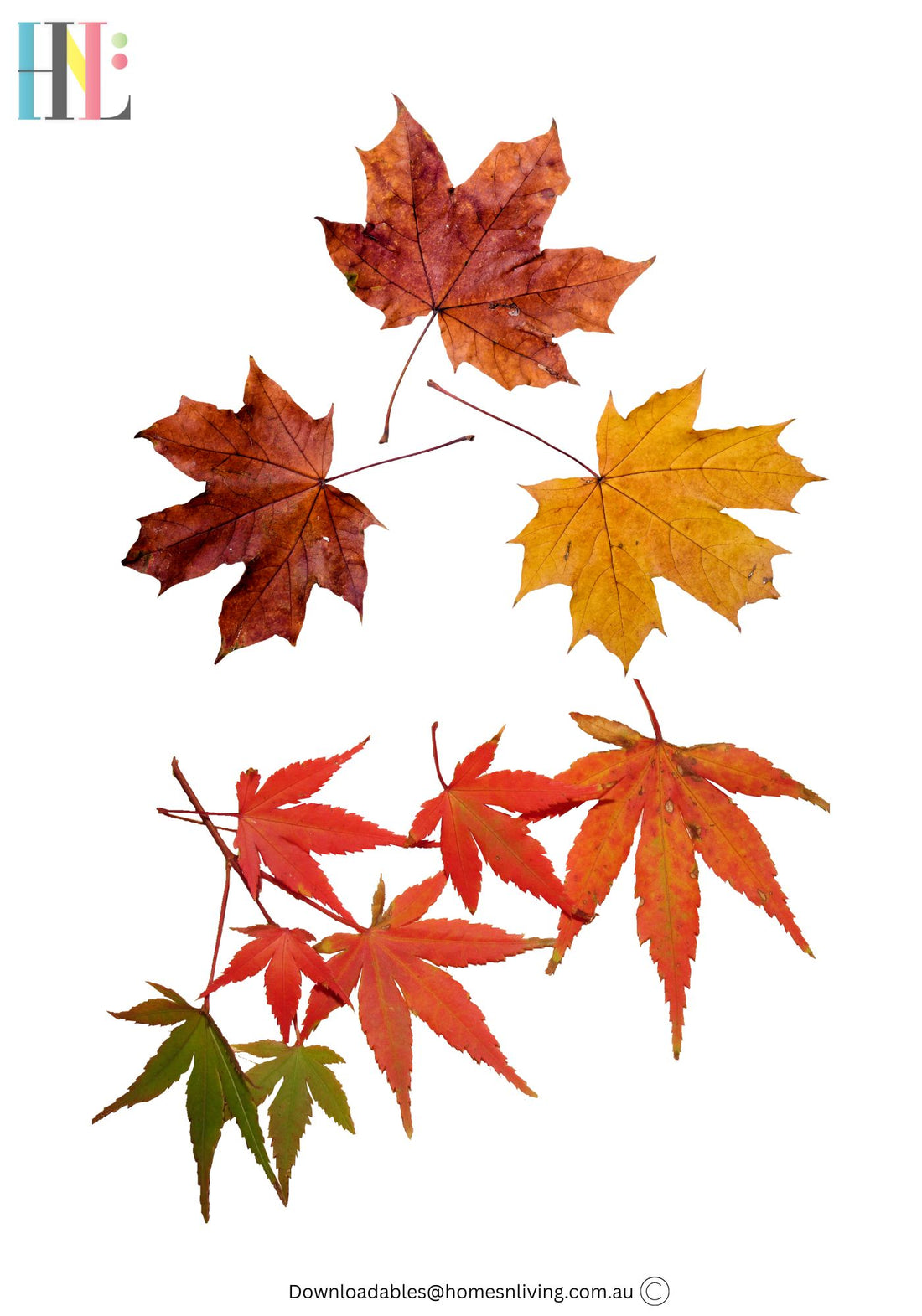 autumn leaves
