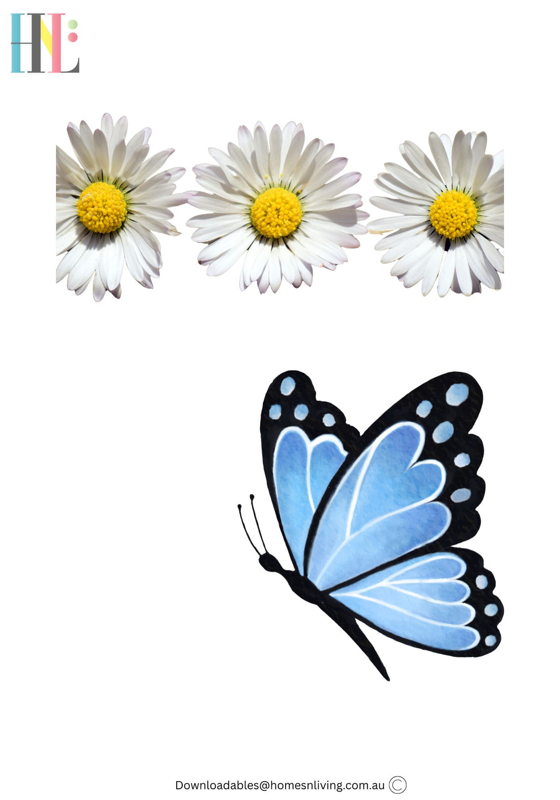 butterfly and daisies
