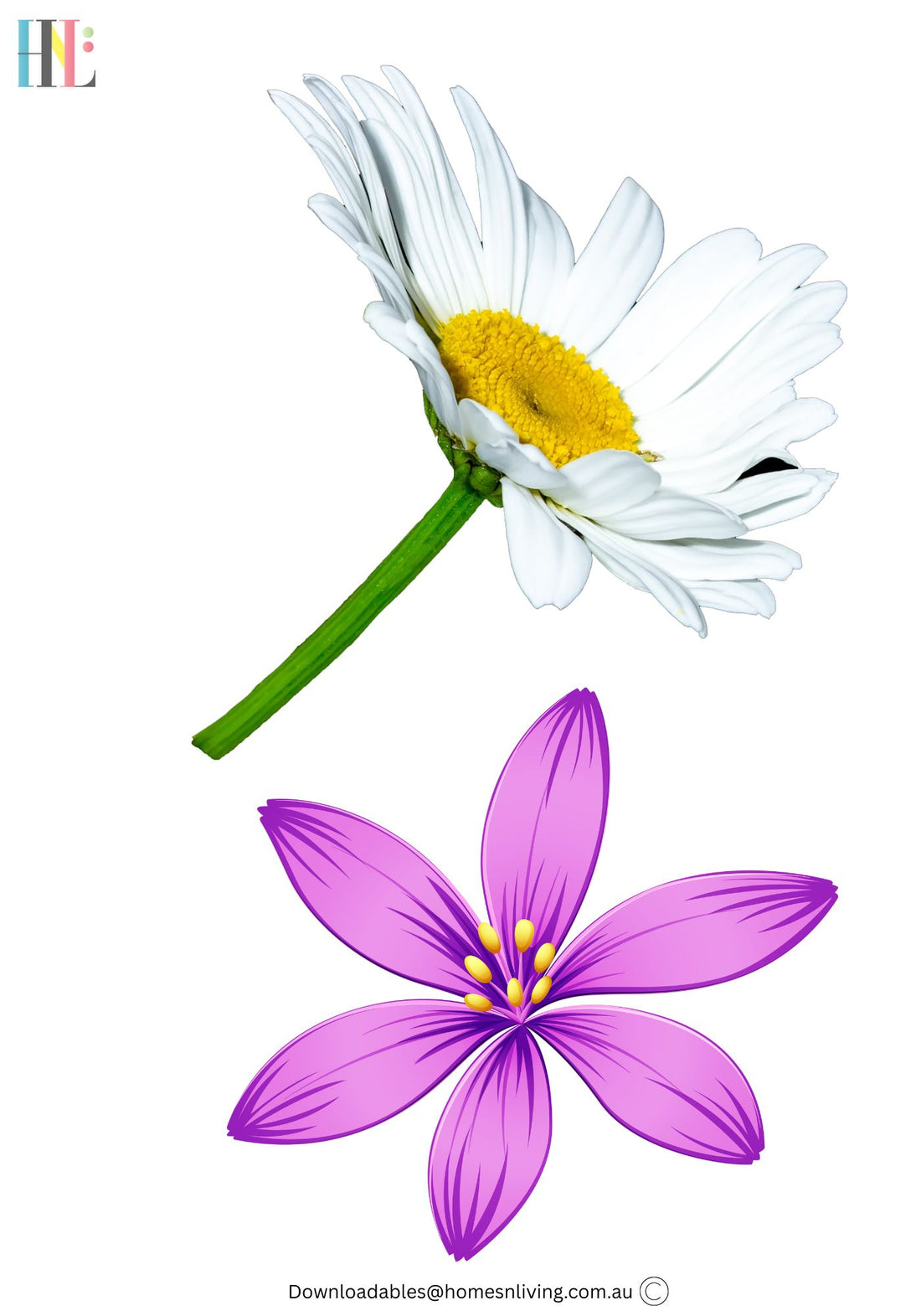 spring flowers daisy